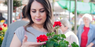 Pelargonia – dama z temperamentem